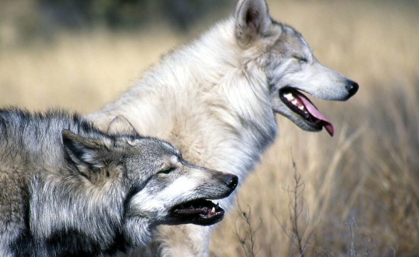 Je bekijkt nu Twee wolven