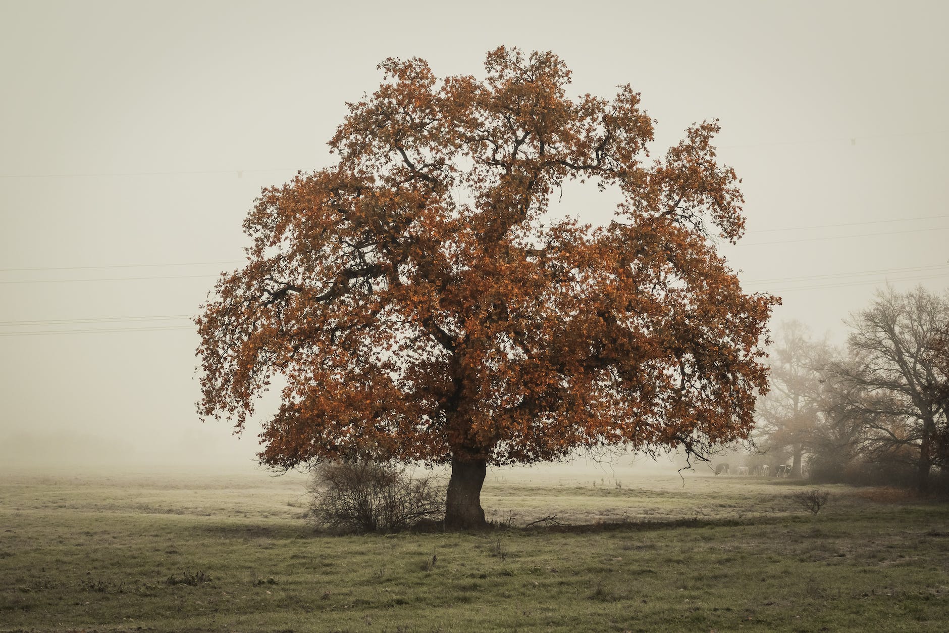 in distant photo of tree on landscape field